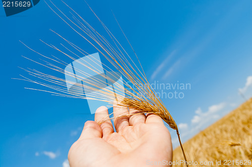 Image of gold harvest in hand