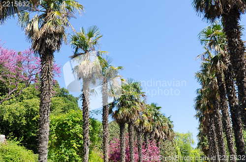 Image of palm trees alley in Crimea, Ukraine