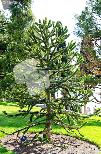 Image of tree in park