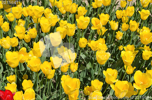 Image of yellow beautiful tulips field