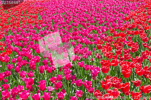 Image of red beautiful tulips field