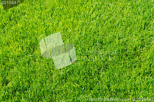 Image of green grass as background