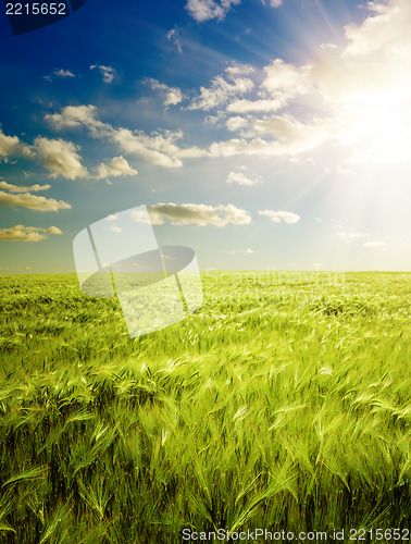 Image of sunset over agricultural green field