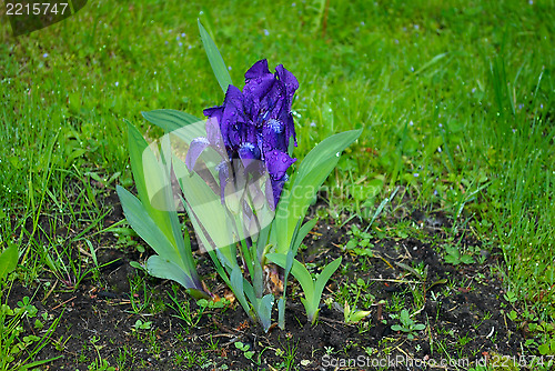 Image of Violet flower.