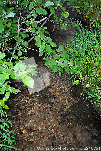 Image of Forest stream.