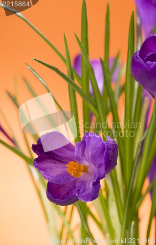 Image of crocuses