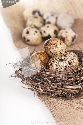 Image of Nest with quail eggs