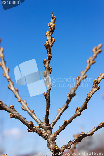 Image of The buds of the female sea-buckthorn