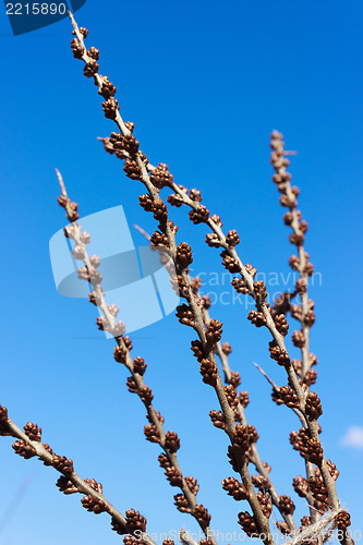 Image of The kidneys of male sea-buckthorn in the spring