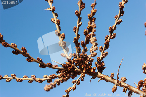 Image of The kidneys of male sea-buckthorn tree