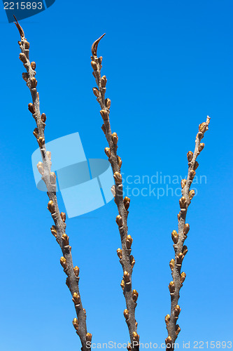 Image of Women's kidneys sea-buckthorn