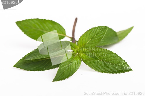 Image of Mint close up