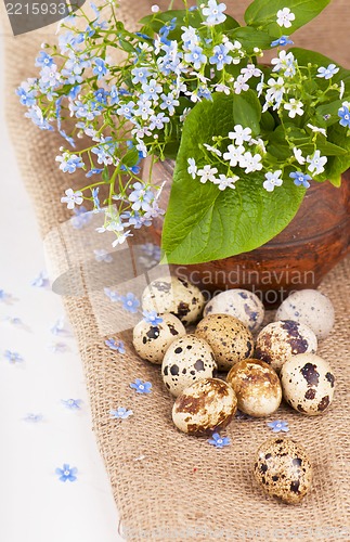 Image of Nest with quail eggs