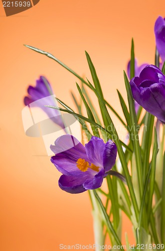 Image of crocuses