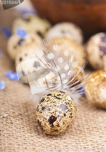 Image of Nest with quail eggs