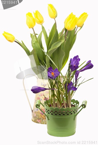 Image of Crocuses, tulips