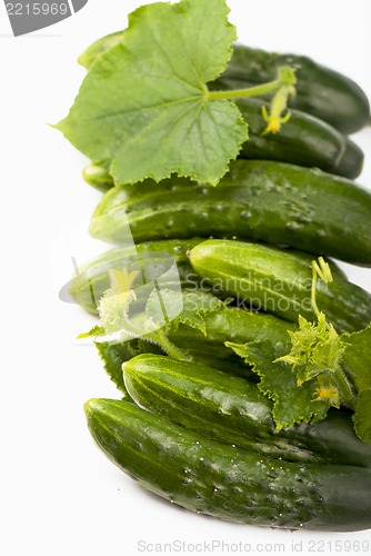 Image of Fresh cucumbers