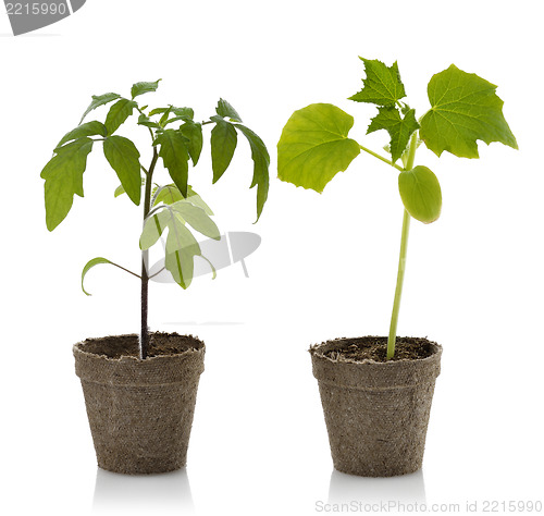 Image of Tomato And Cucumber Plants