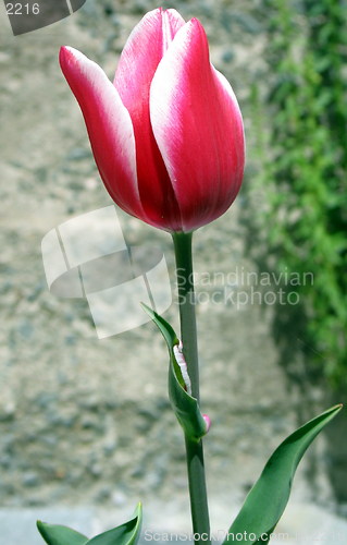 Image of A tulip