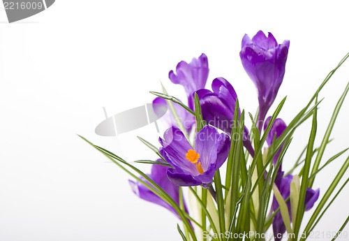 Image of crocuses