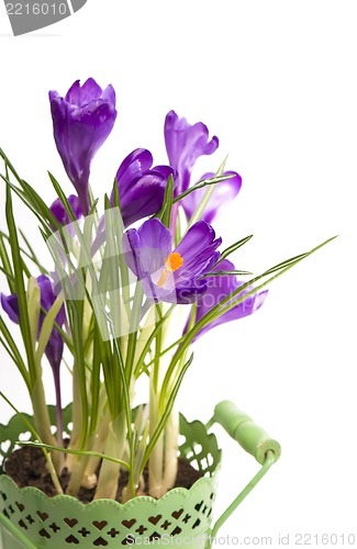 Image of crocuses