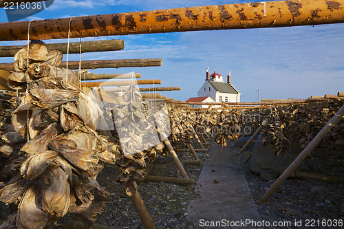 Image of Drying stock fish