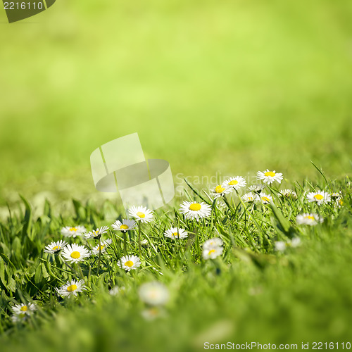 Image of daisy flowers