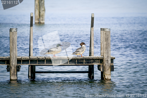 Image of duck couple