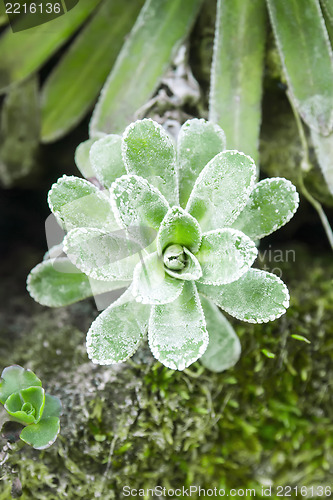 Image of succulent plant