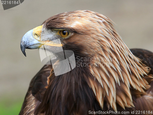 Image of The head of Golden Eagle