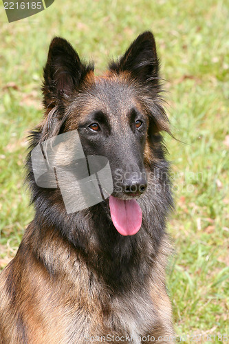 Image of Belgian Shepherd Dog in the garden