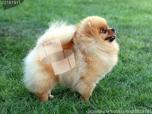 Image of The Pomeranian dog