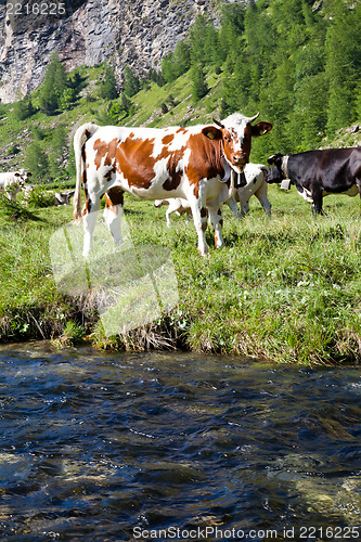 Image of Cows and Italian Alps