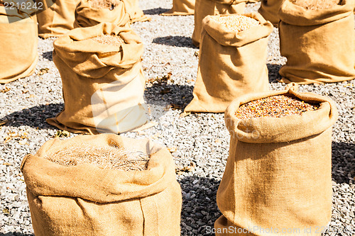 Image of Ripe Summer Wheat