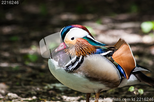 Image of Mandarin Duck