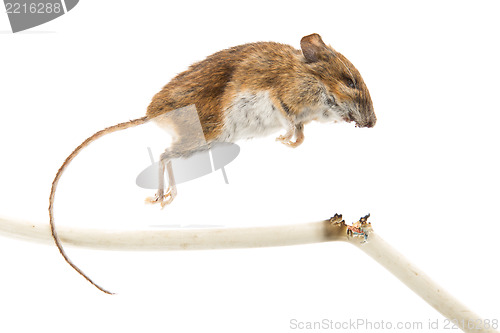 Image of Mouse killed