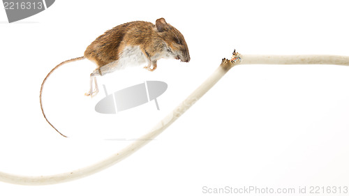 Image of Mouse killed