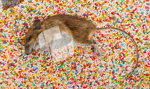 Image of Dead mouse on candy decorations