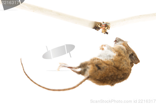 Image of Mouse killed