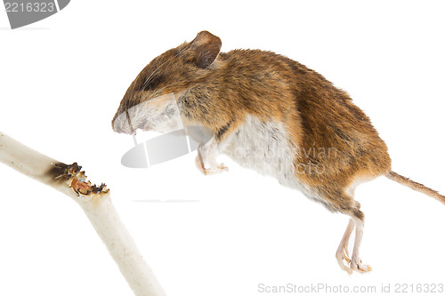 Image of Mouse killed