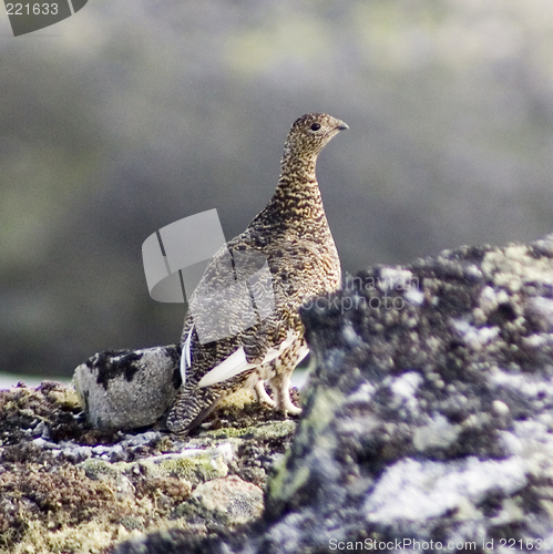 Image of Grouse at summer