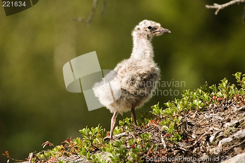 Image of Gull chick