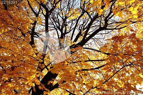 Image of autumn color leaves 
