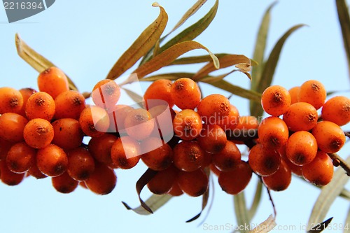 Image of sea buckthorn (sea-buckthorn)