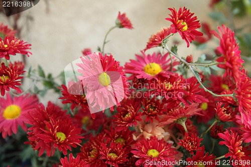 Image of red flowers 