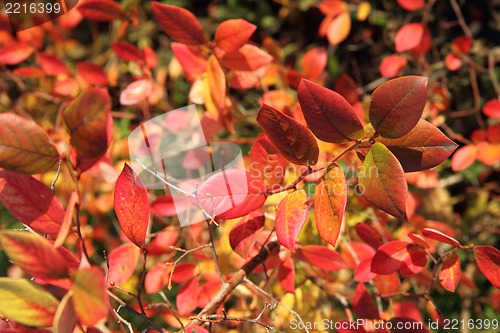 Image of autumn color leaves 