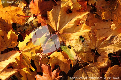 Image of autumn color leaves 