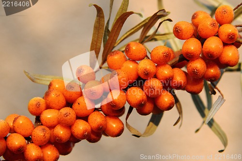 Image of sea buckthorn (sea-buckthorn) 