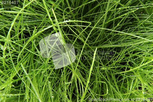 Image of green grass background