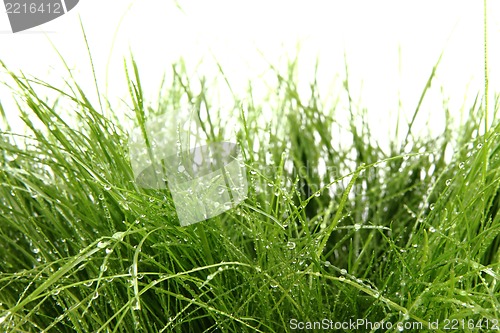 Image of green grass background